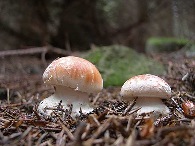 La flora micologica oltre i 1000 m.